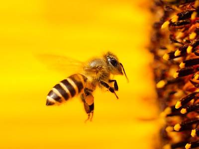 bee