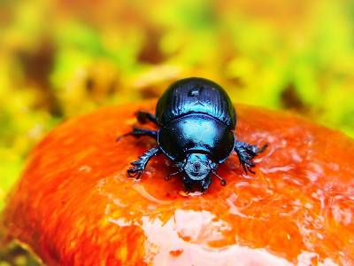 beetle