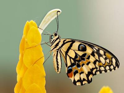 butterfly