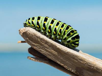 caterpillar