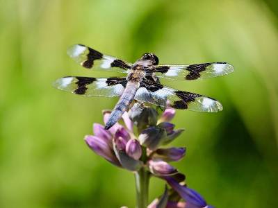dragonfly