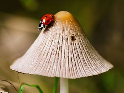 ladybird