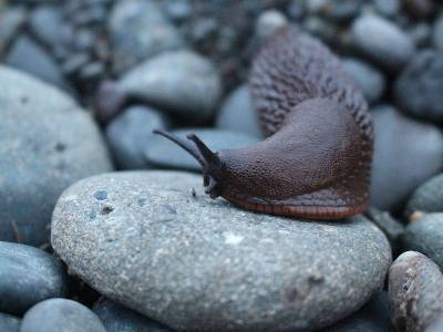 slug