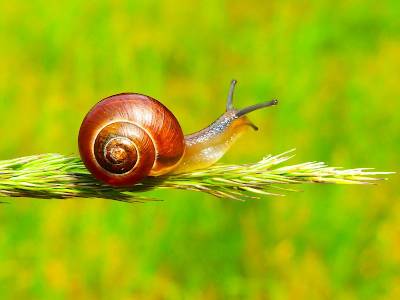 snail